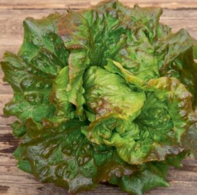 Salāti 'Maravilla de Verano'